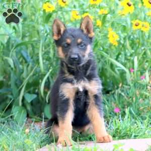 Fancy, German Shepherd Puppy