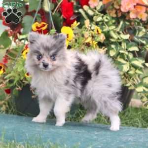 Fancy, Pomeranian Puppy