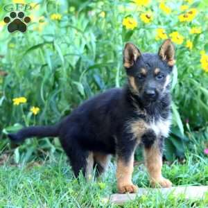 Fancy, German Shepherd Puppy