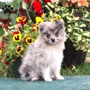 Fancy, Pomeranian Puppy