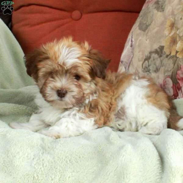 Felicity, Havanese Puppy