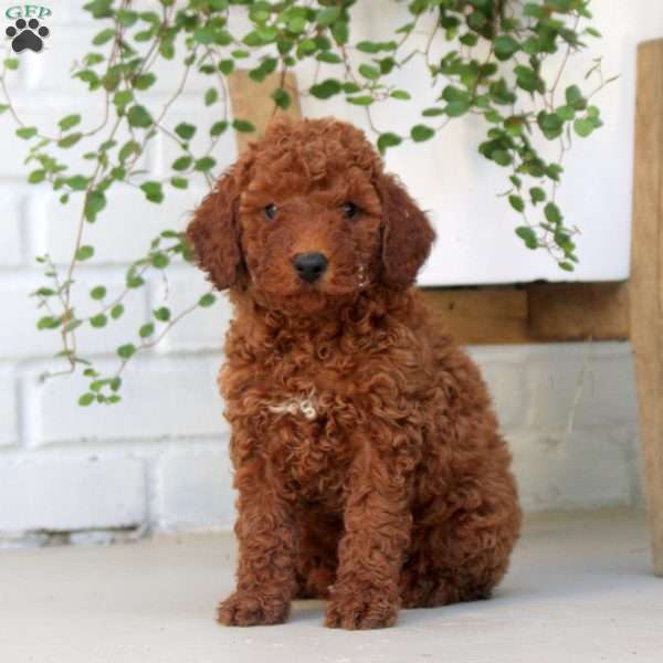 Felicity, Miniature Poodle Puppy