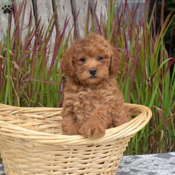 Felicity, Mini Goldendoodle Puppy