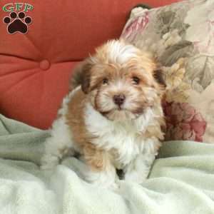 Felicity, Havanese Puppy