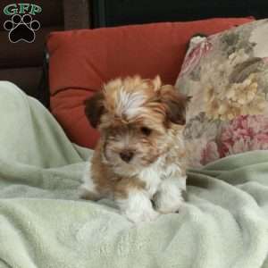 Felicity, Havanese Puppy