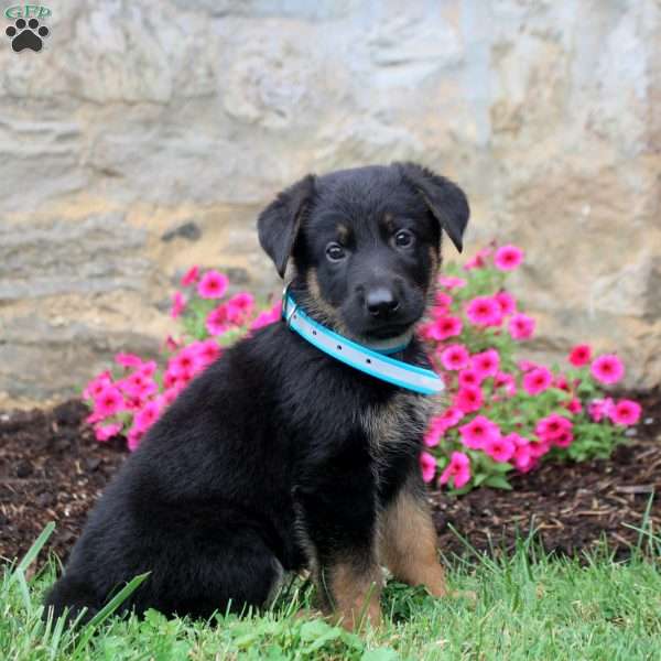 Felix, German Shepherd Puppy