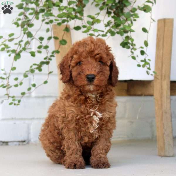 Felix, Miniature Poodle Puppy