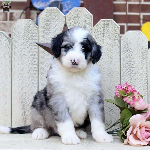 Felix, Bernedoodle Puppy
