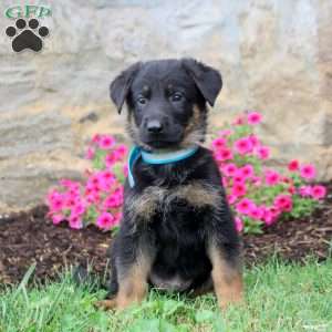 Felix, German Shepherd Puppy