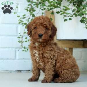 Felix, Miniature Poodle Puppy