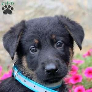 Felix, German Shepherd Puppy