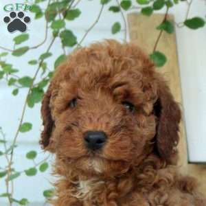 Felix, Miniature Poodle Puppy