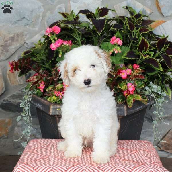 Fenwick, Miniature Poodle Puppy