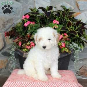 Fenwick, Miniature Poodle Puppy