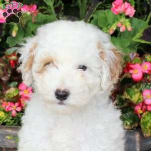 Fenwick, Miniature Poodle Puppy