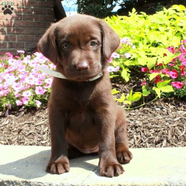 Fern, Chocolate Labrador Retriever Puppy