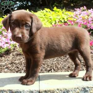 Fern, Chocolate Labrador Retriever Puppy