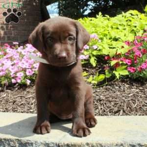Fern, Chocolate Labrador Retriever Puppy