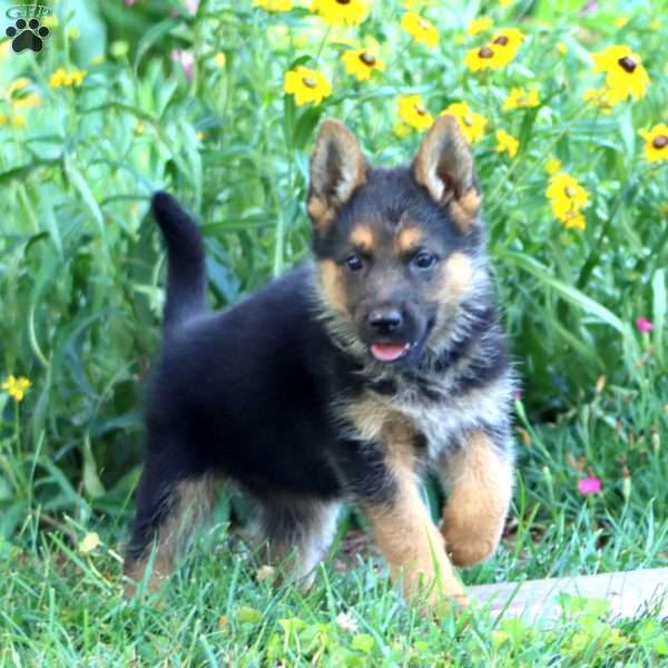 Fern, German Shepherd Puppy