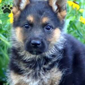 Fern, German Shepherd Puppy