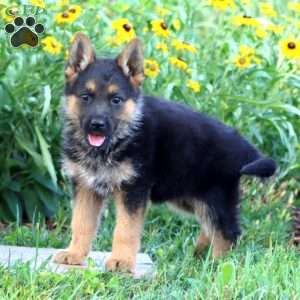 Fern, German Shepherd Puppy