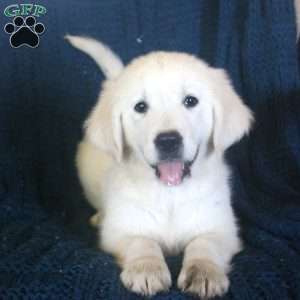 Fern, English Cream Golden Retriever Puppy