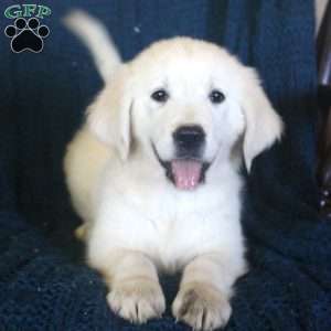 Fern, English Cream Golden Retriever Puppy