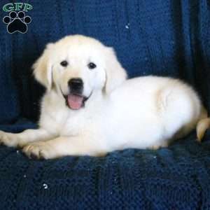 Fern, English Cream Golden Retriever Puppy