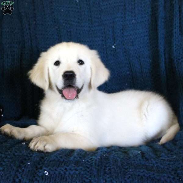 Fern, English Cream Golden Retriever Puppy
