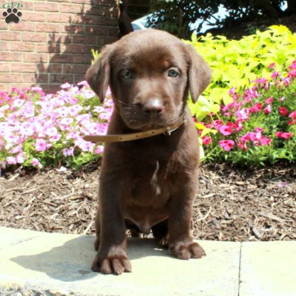 Figgy, Chocolate Labrador Retriever Puppy