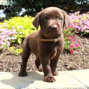 Figgy, Chocolate Labrador Retriever Puppy