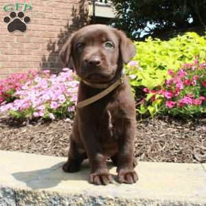 Figgy, Chocolate Labrador Retriever Puppy
