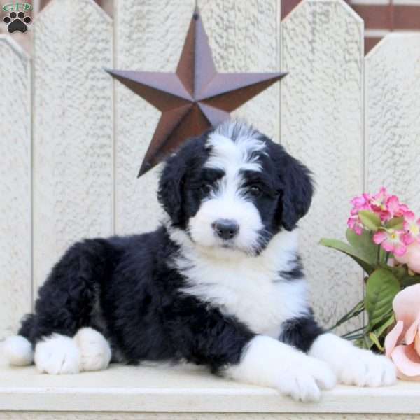 Filly, Bernedoodle Puppy
