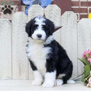 Filly, Bernedoodle Puppy