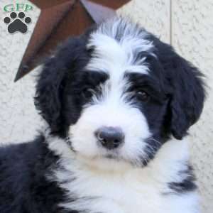 Filly, Bernedoodle Puppy