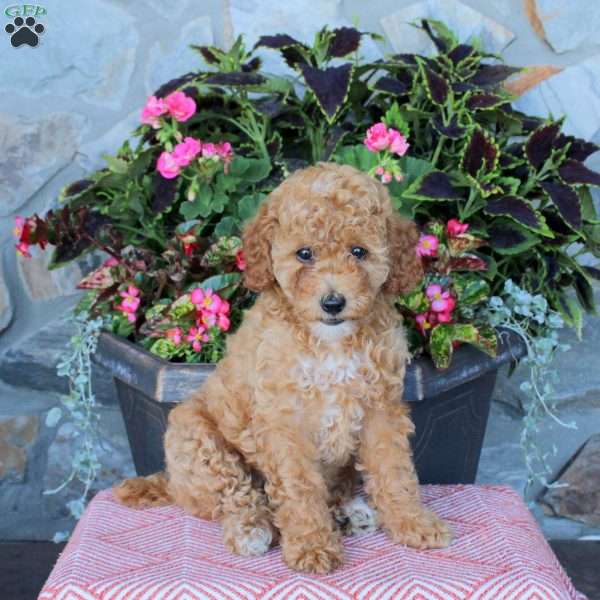 Finley, Miniature Poodle Puppy