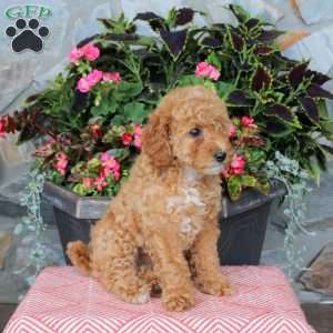 Finley, Miniature Poodle Puppy