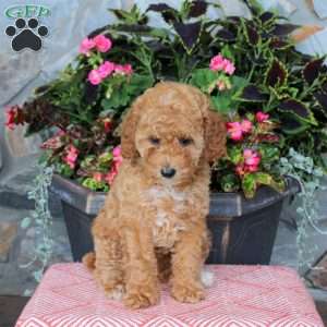Finley, Miniature Poodle Puppy