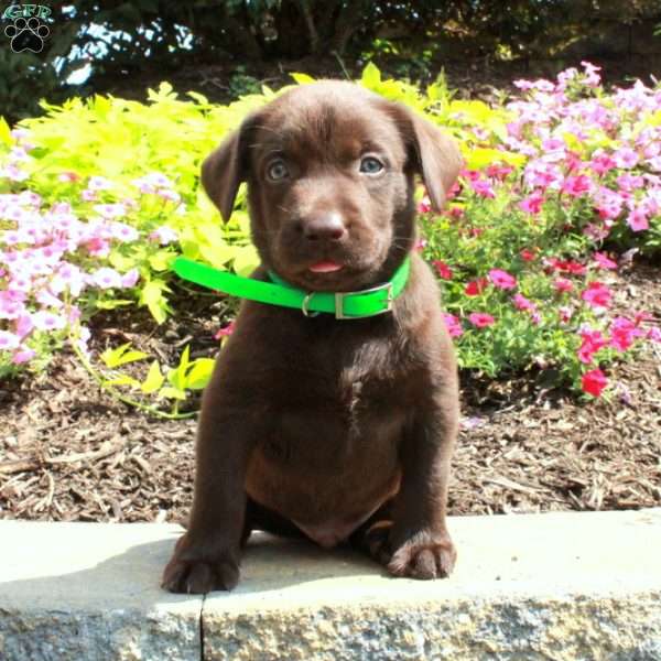 Finley, Chocolate Labrador Retriever Puppy