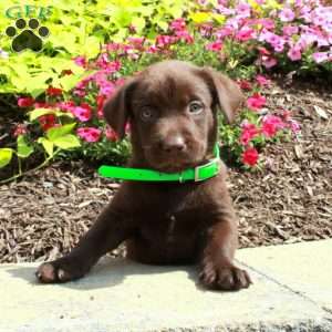 Finley, Chocolate Labrador Retriever Puppy