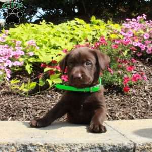 Finley, Chocolate Labrador Retriever Puppy
