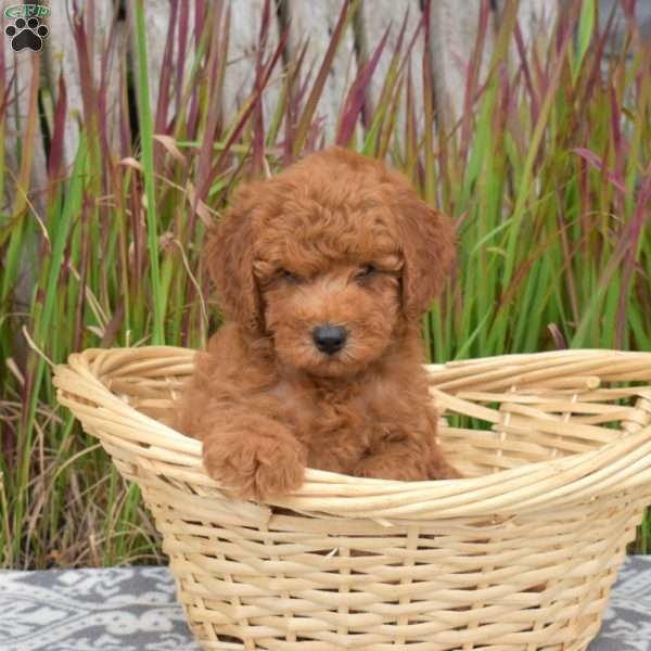 Finn, Mini Goldendoodle Puppy
