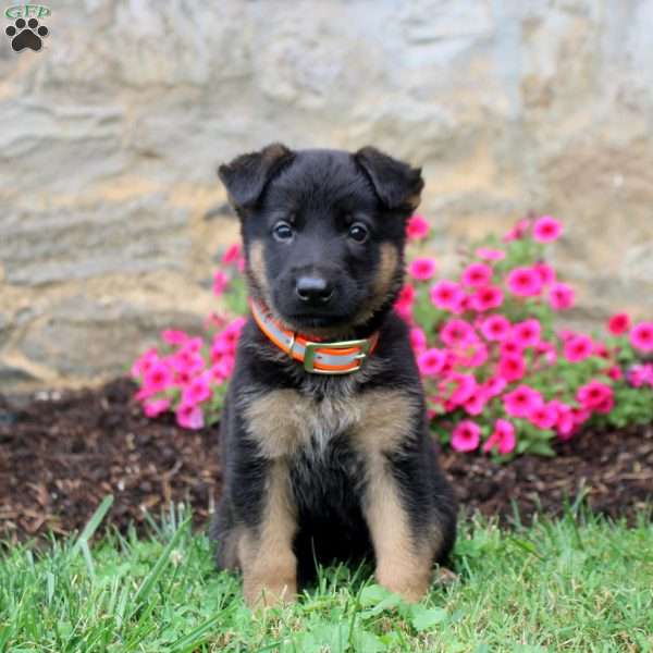 Finn, German Shepherd Puppy