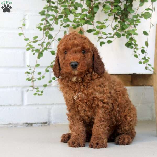 Finn, Miniature Poodle Puppy