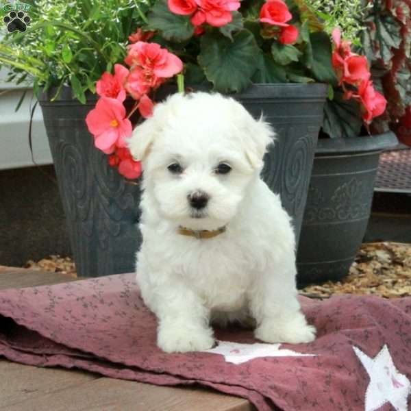 Finn, Maltese Puppy