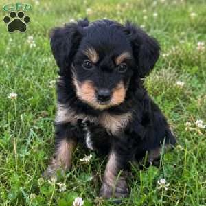 Finnick, Mini Bernedoodle Puppy