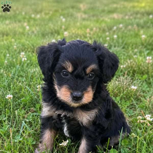 Finnick, Mini Bernedoodle Puppy
