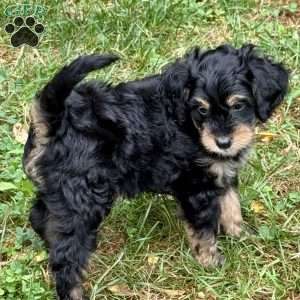 Finnick, Mini Bernedoodle Puppy