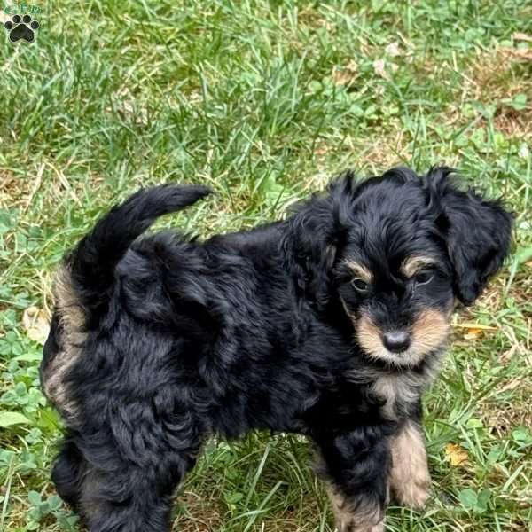 Finnick, Mini Bernedoodle Puppy