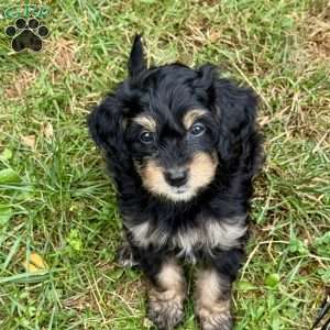 Finnick, Mini Bernedoodle Puppy